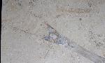 Hibolithes sp. (MONTFORT 1808) - Bild &copy; FossNet FossilienStore